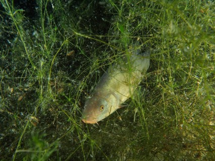 A tench (Tinca tinca) hiding among aquatic plants, Wildsau dive site, Berlingen, Lake Constance,