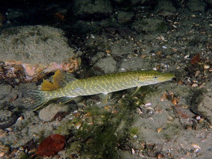 Pike (Esox lucius) swimming over a sandy underwater bottom, dive site Zollbrücke, Rheinau, Canton