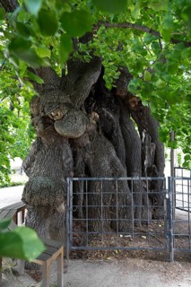 Very old summer lime tree (Tilia platyphyllos) in the churchyard of the Emmaus Church in Kaditz,
