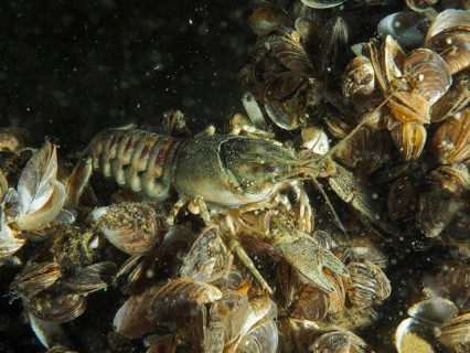 A close-up of a crayfish (Faxonius limosus) American crayfish, invasive species, surrounded by many