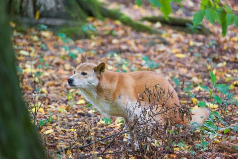 One New Guinea singing dog or New Guinea Highland dog (Canis hallstromi) (Canis dingo hallstromi,