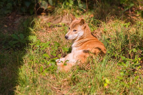 One New Guinea singing dog or New Guinea Highland dog (Canis hallstromi) (Canis dingo hallstromi,
