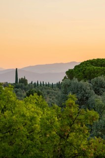 Tuscan landscape at sunrise, country estate with vineyards, forests, olive trees and cypresses in