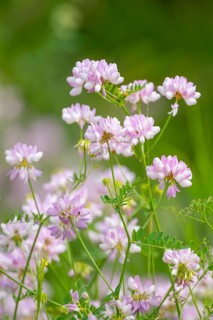 Colourful crown vetch (Securigera varia), flowering, Thuringia, Germany, Europe