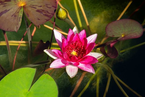 Colourful red water lily blooming between green leaves on a pond, Baden-Württemberg, Germany,
