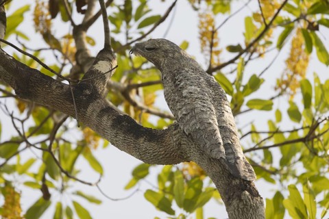 Giant day dormouse (Nyctibius grandis), also known as giant swallower or giant urutau, hidden in a