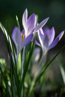 Elfin crocus (Crocus tommasianus), Emsland, Lower Saxony, Germany, Europe