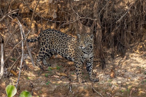 Jaguar (Panthera onca) on a steep bank, Pantanal, Brazil, South America