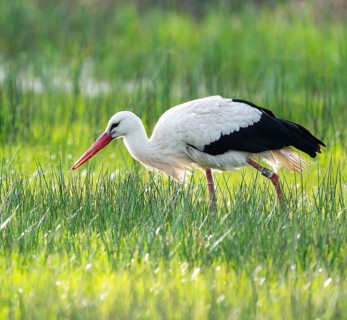 White stork (Ciconia ciconia) foraging in a meadow, spider threads on the grass, Lower Saxony,