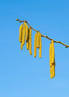 Common hazel (Corylus avellana) also known as hazel bush or hazelnut bush, male, yellow