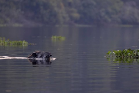 Lowland tapir (Tapirus terrestris), swimming in the river, Rio Claro, Pantanal, Brazil, South