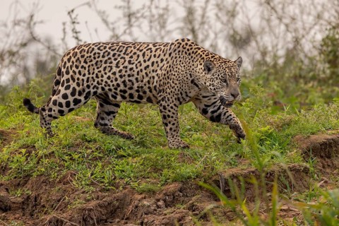 Jaguar (Panthera onca), upper edge of steep bank, Pantanal, Brazil, South America