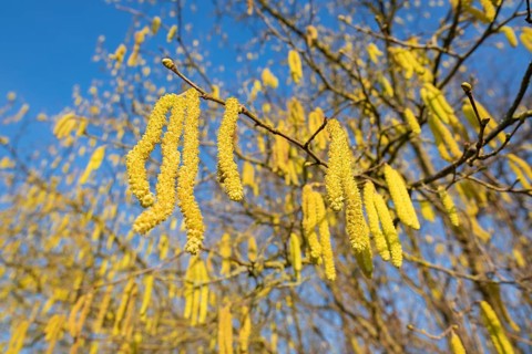 Common hazel (Corylus avellana) also known as hazel bush or hazelnut bush, male, yellow