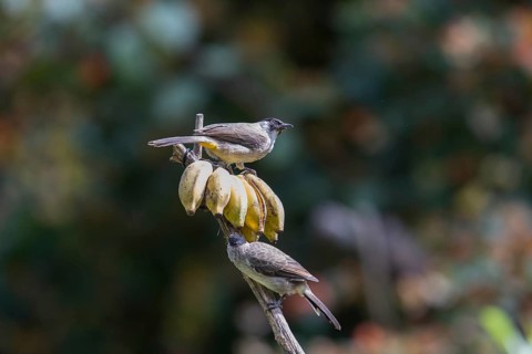 Sooty-crested Bulbul (Pycnonotus aurigaster), Phetchaburi, Kaeng Krachan National Park, Thailand,