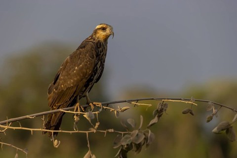 Snail kite (Rostrhamus sociabilis), f, or snail buzzard, Pantanal, Brazil, South America