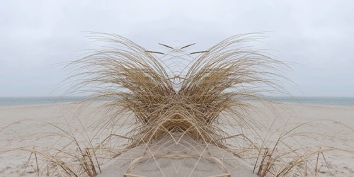 Mirrored picture, beach grass (Ammophila arenaria) on Sylt North Sea beach, Sylt, Hoernum,