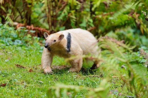 A southern tamandua (Tamandua tetradactyla), walks through the dense undergrowth of a forest