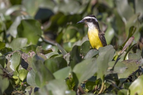 Sulphur-masked tyrant (Pitangus sulphuratus), on water hyacinths, Pantanal, Brazil, South America