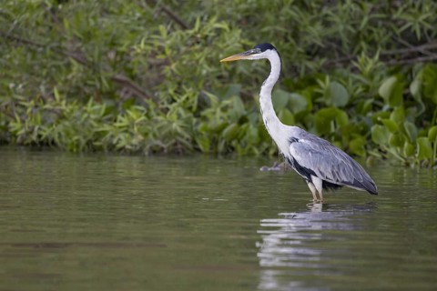 Cocoirei heron (Ardea cocoi), standing in the water, Rio Claro, Pantanal, Brazil, South America