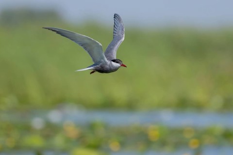 White-bearded Tern (Chlidonias hybrida), flying, Danube Delta, Romania, Europe