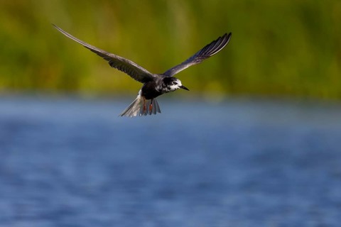 Black Tern (Chlidonias niger), in flight, Danube Delta, Romania, Europe