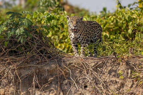 Jaguar (Panthera onca), upper edge of steep bank, Pantanal, Brazil, South America