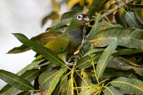Maximilian parrot (Pionus maximiliani), with fruit, Pantanal, Brazil, South America