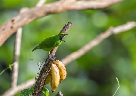 Golden-fronted Leafbird (Chloropsis aurifrons), Kaeng Krachan National Park, Thailand, Asia