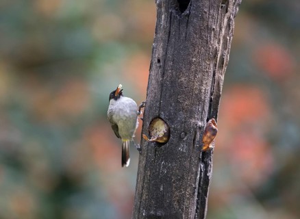 Sooty-crested Bulbul (Pycnonotus aurigaster), Phetchaburi, Kaeng Krachan National Park, Thailand,