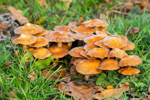 Stick sponge (Kuehneromyces mutabilis), fruiting body with hoarfrost, Thuringia, Germany, Europe
