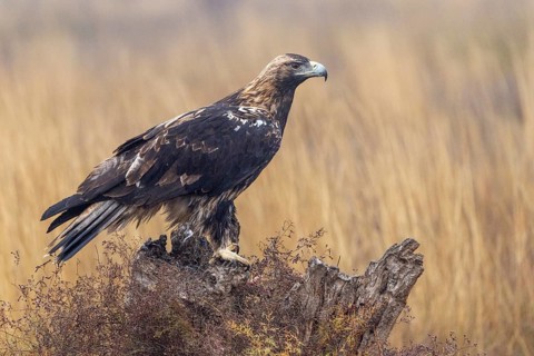 Spanish imperial eagle (Aquila Adalberti), on tree stump, La Mancha, Spain, Europe