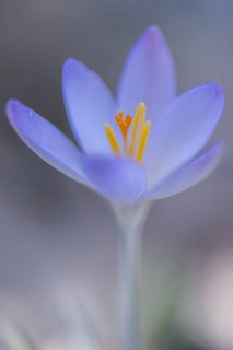 Elfin crocus (Crocus tommasianus), Emsland, Lower Saxony, Germany, Europe