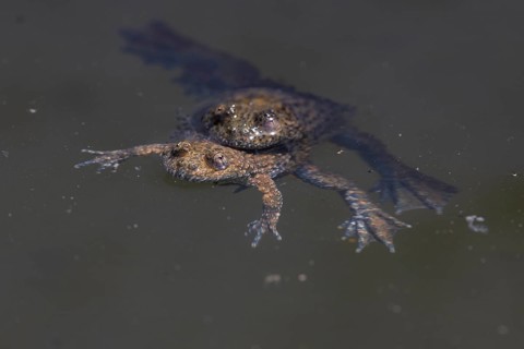 Yellow-bellied toad (Bombina variegata), pair, copulation, Lake Kerkini, Greece, Europe