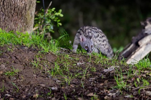Small spotted genet (Genetta genetta), at night, on the ground, Andalusia, Spain, Europe