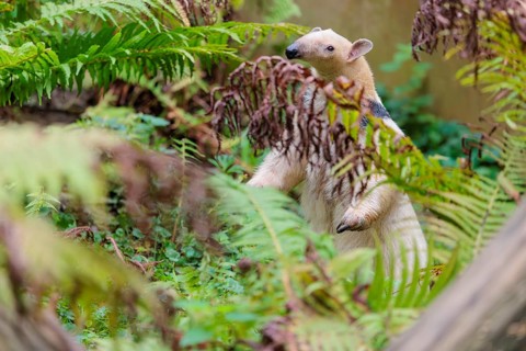 A southern tamandua (Tamandua tetradactyla), walks through the dense undergrowth of a forest