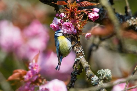 Blue Tit (Cyanistes caeruleus), adult bird perched in a flowering cherry tree, searching for