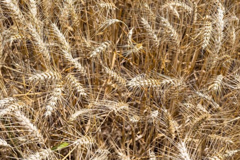 Grain field with ripe ears of wheat (triticum) in front of a blue sky, Riesa, Saxony, Germany,