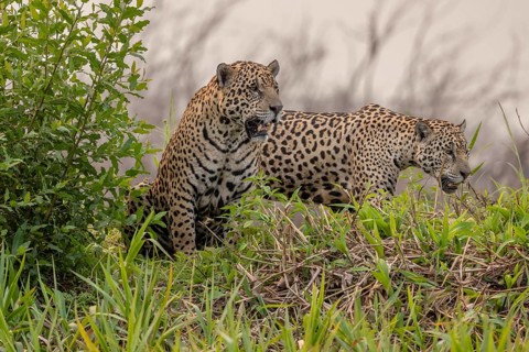 Jaguar (Panthera onca), 2 males in riparian vegetation, Pantanal, Brazil, South America