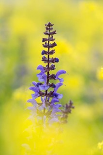 Meadow sage (Salvia pratensis), single flower candle, in yellow field mustard (Sinapis arvensis),