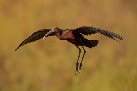 Glossy ibis (Plegadis falcinellus), approaching, Danube Delta, Romania, Europe
