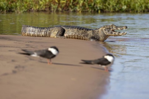 Spectacled caiman (Caiman yacare), with scissor beaks (Rynchops niger) lying on a sandbank by the