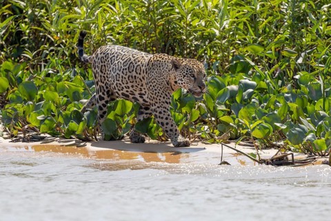 Jaguar (Panthera onca) running across a sandy beach, Pantanal, Brazil, South America
