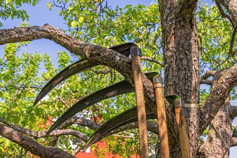 Scythes hanging on a tree branch by a red cottage, Sweden, Europe