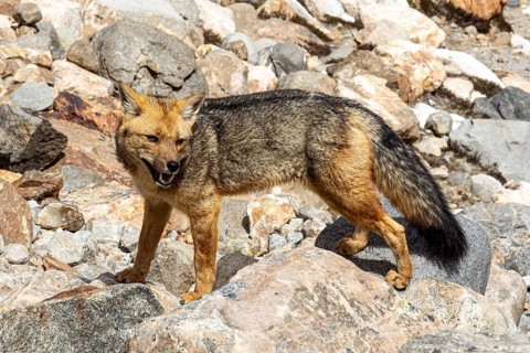 South American gray fox (Lycalopex griseus), Laguna de los Tres Trail, Mount Fitz Roy, El Chaltén,