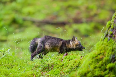 One young silver fox (Vulpes vulpes) exploring the surrounding of its den on the mossy forest floor