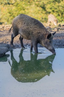 An adult female wild boar (Sus scrofa) drinks water from a small pond. In the background you can