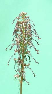 Himantoglossum hircinum, inflorescence against a light background, high key photo, North