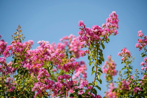 Blossom of a crepe myrtle (Lagerstroemia indica) in Chianti, Chianti Region, Tuscany, Italy, Europe