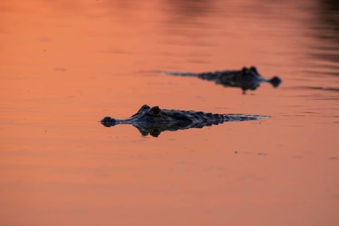 Spectacled caiman (Caiman yacare), swimming, sunset, Pantanal, Brazil, South America