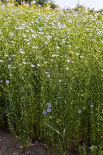 Flax field, flax (Linum) in bloom in a field near Hirschstein, Saxony, Germany, Europe